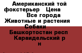 Американский той фокстерьер › Цена ­ 25 000 - Все города Животные и растения » Собаки   . Башкортостан респ.,Караидельский р-н